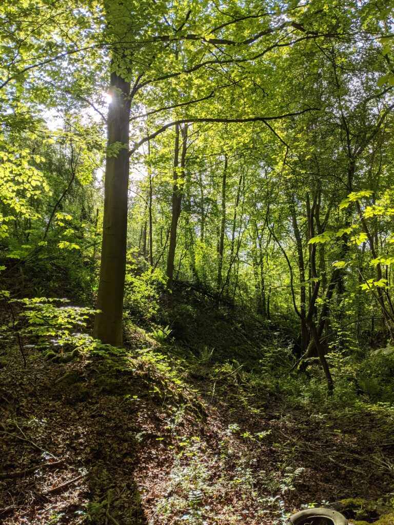 Chaque Zémi est né dans une forêt.