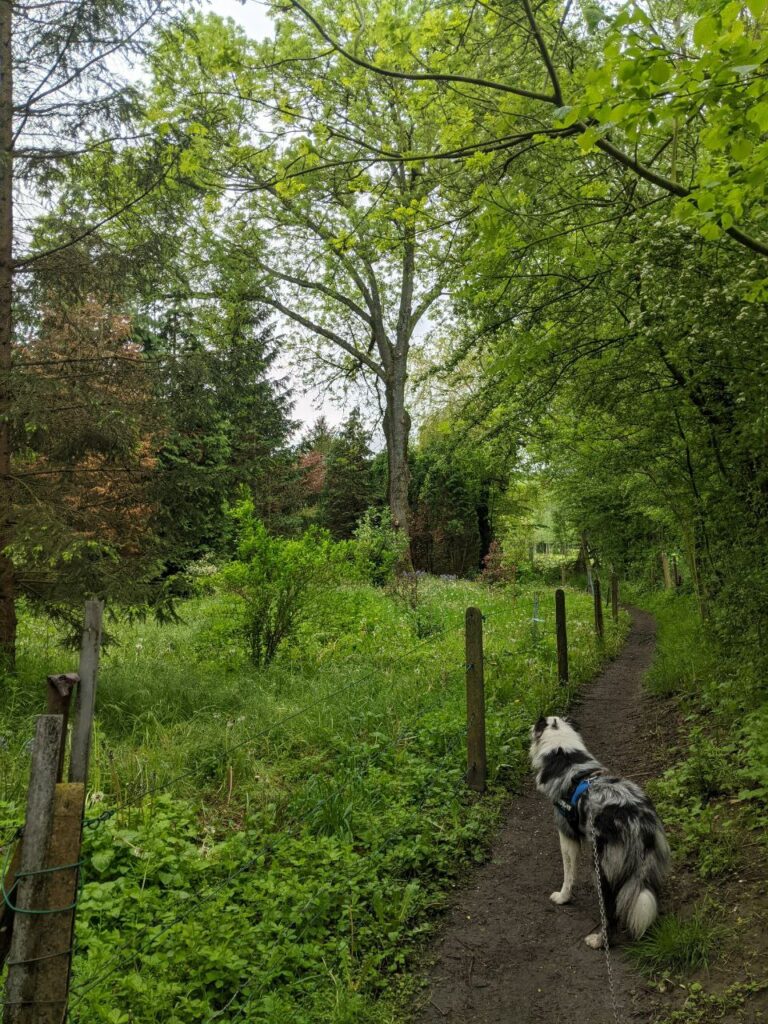 Parfois lors de mes nombreuses promenades avec Sheïk, j'entends un Zémi qui m'appelle.